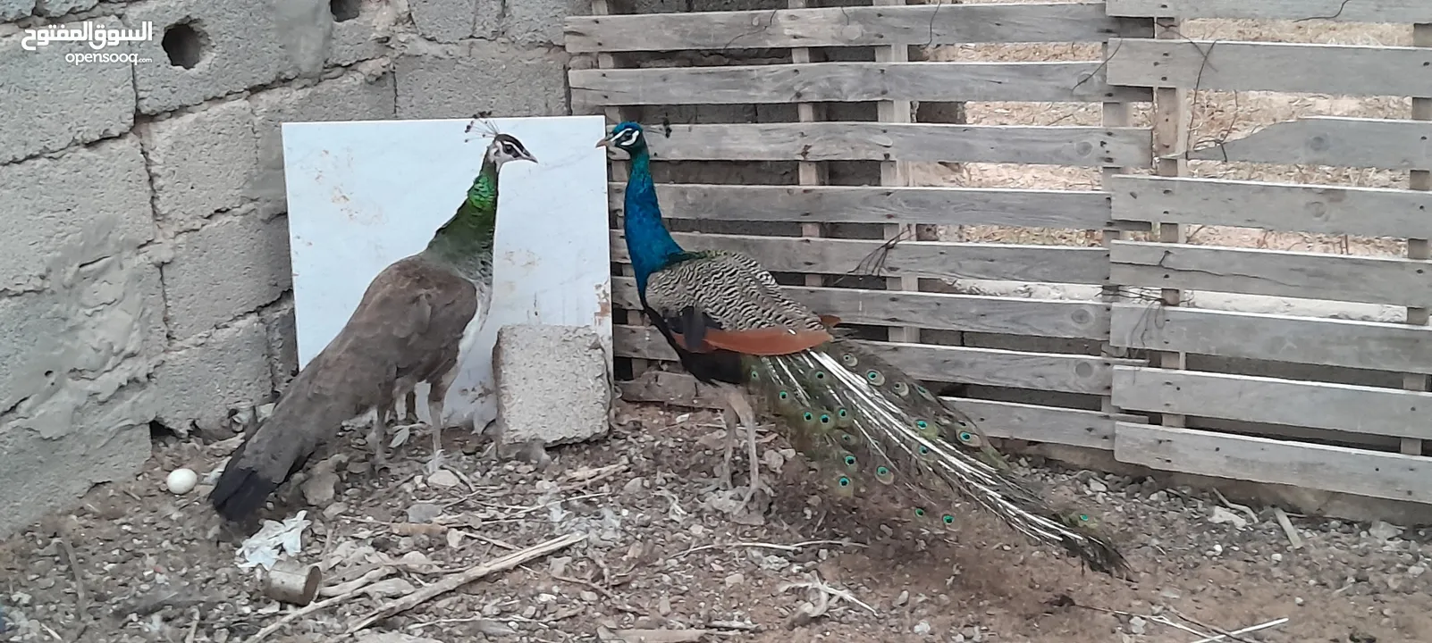 متاح كوبية طاووس للبيع