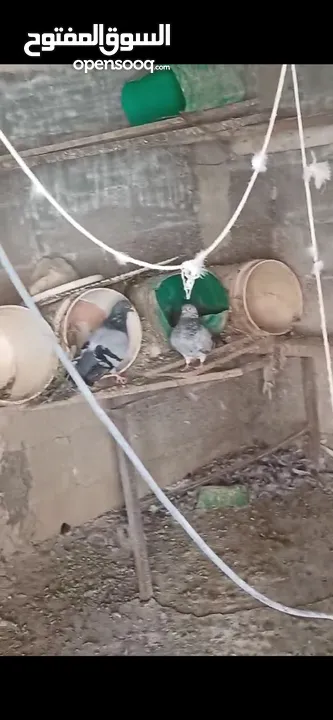 حمام مخلط للبيع