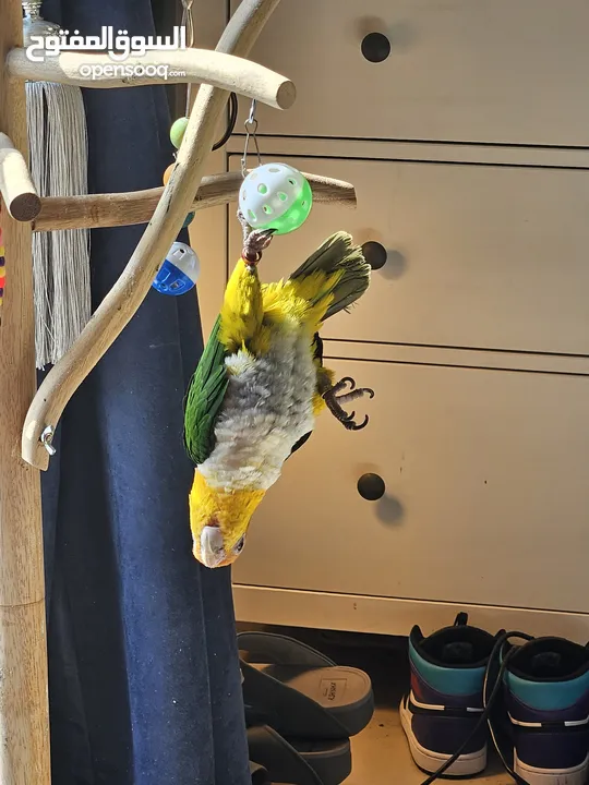 White bellied caique parrot