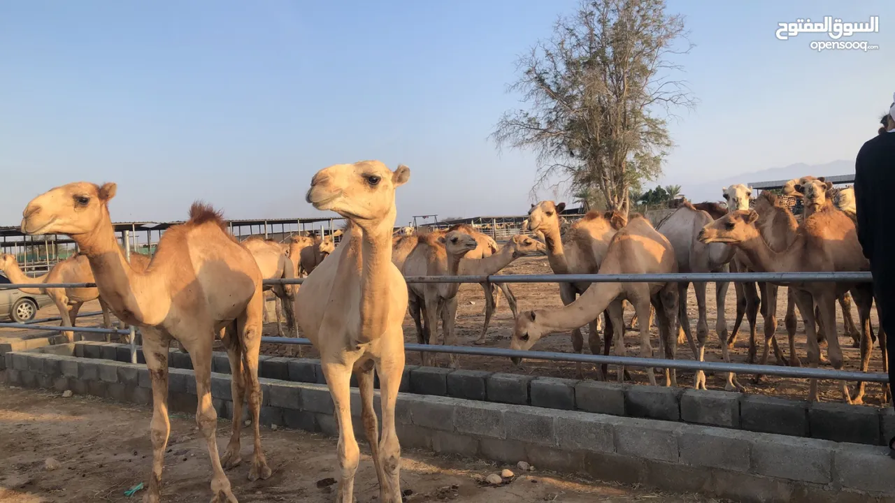 وصول دفعه جديده من قعدان مراعي الجنوب مزرعه قرن الكبش