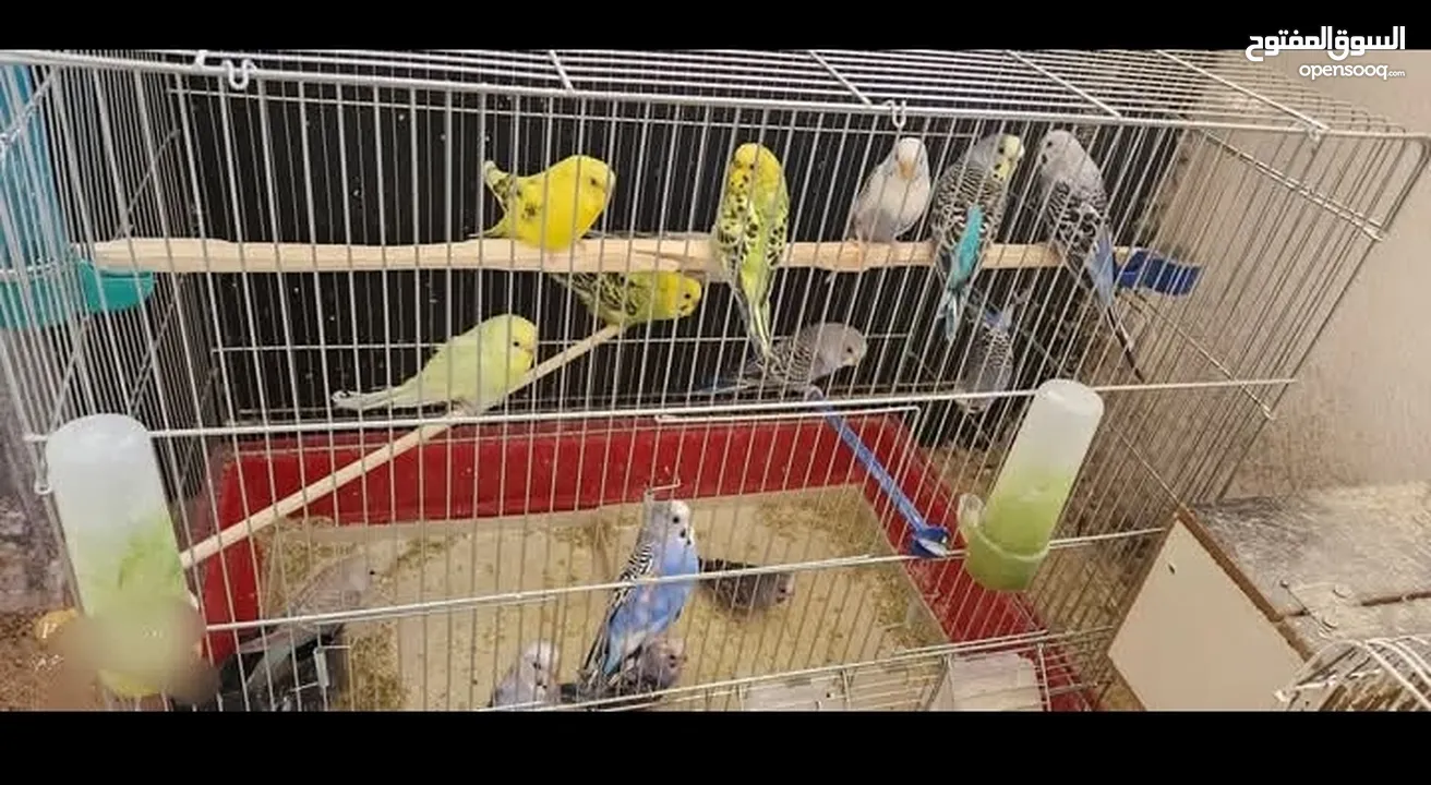 مطلوب طيور حب في لوا الكوره