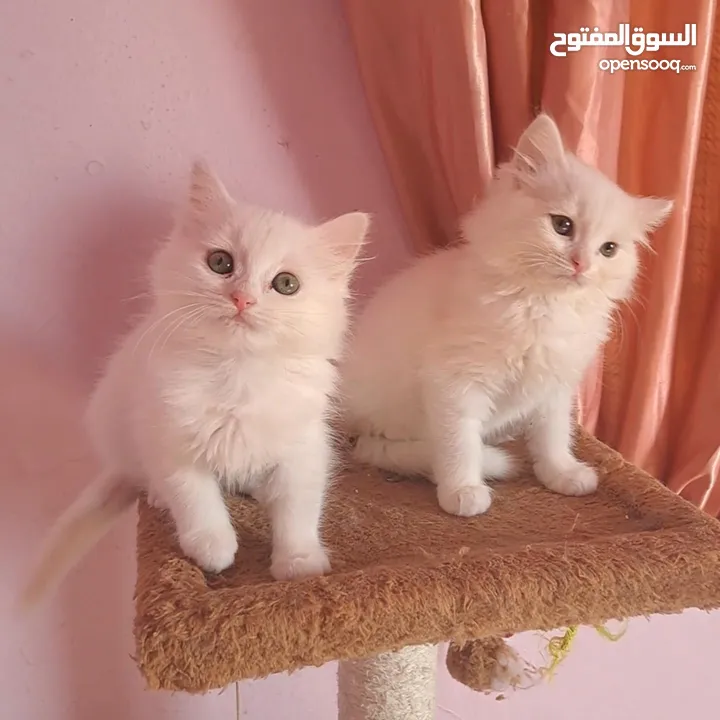 ما شاء الله تبارك الله ..... مجموعة من الكتنز بأنوع مختلفة .... .. (موجود تفاااصيل اكتر بالوصف) ..