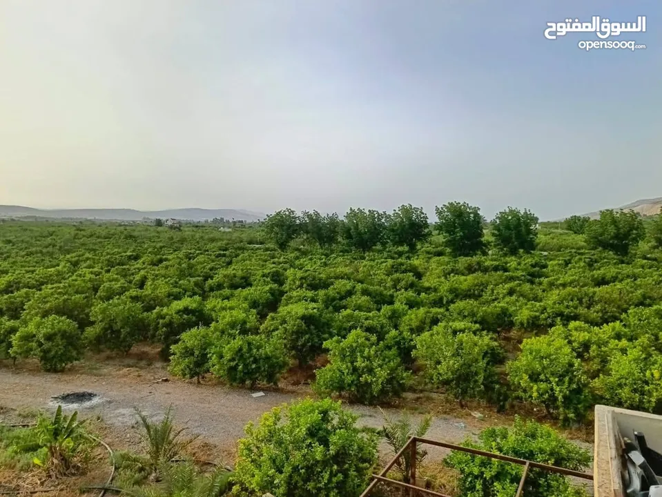 مزرعه مثمره للبيع