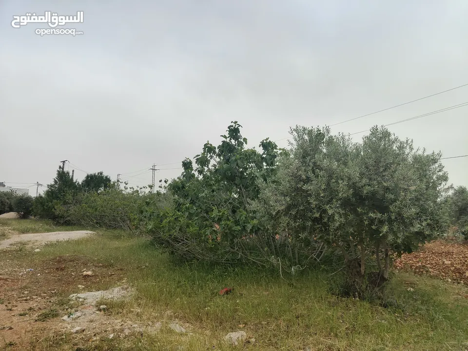 ارض سكنيه للبيع في مرو