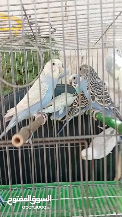 10 طيور حب طفرات جميله ونادرة  تبارك الله