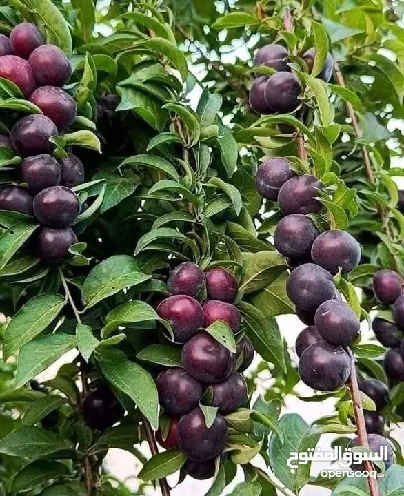 مشاتل الرويال لزراعه ومتابعه الاشجار