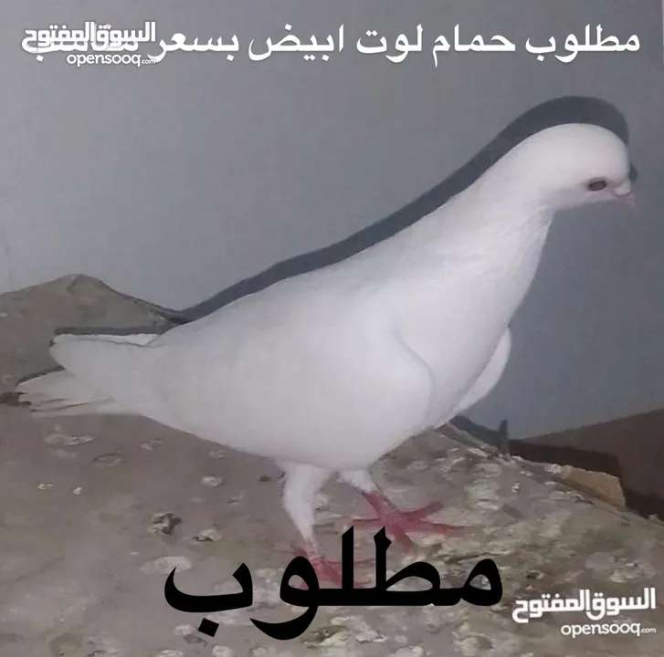 مطلوب حمام لوت لون ابيض