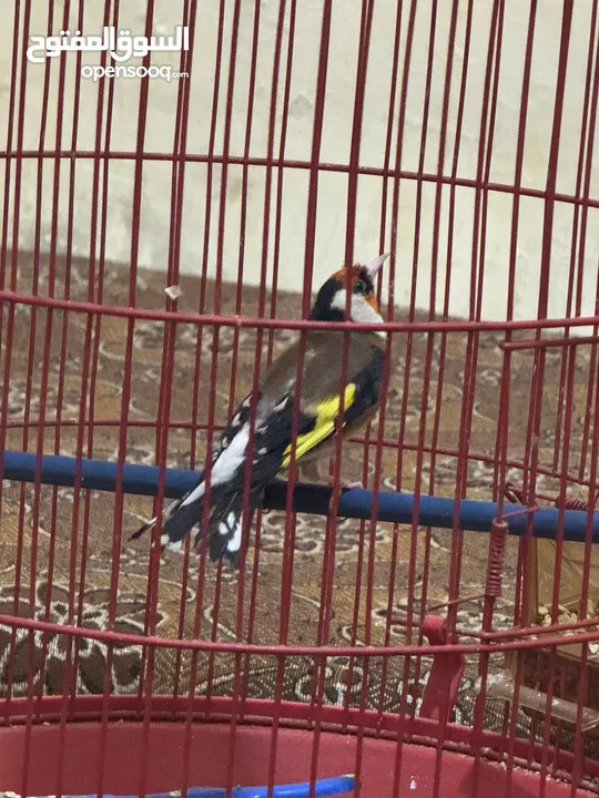 للبيع طائر حسون كبيس ولغه