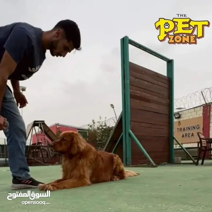 تدريب جميع انواع الكلاب بت زون training dog