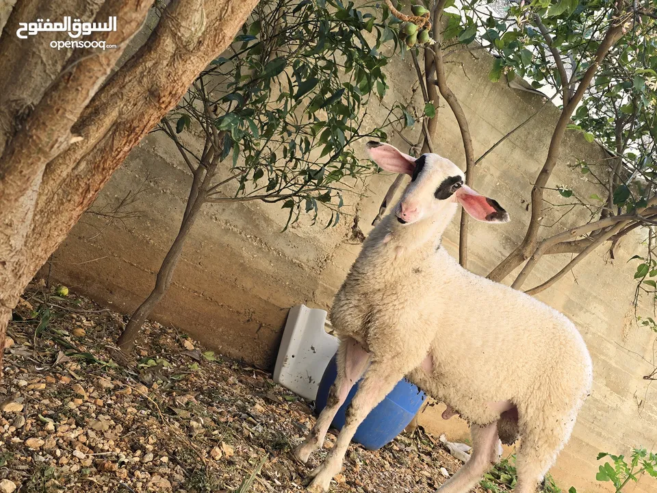 خروف نخب النخب