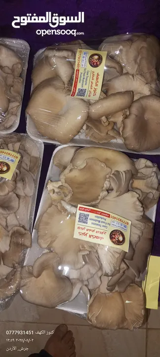 فطر محاري بلدي