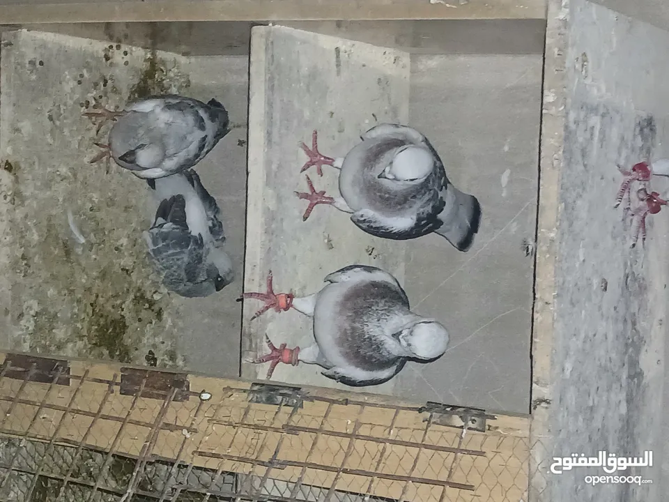 4 جواز شغاله  وفحل مكفوله للبيع دون الفراخ 35 دينار كوم