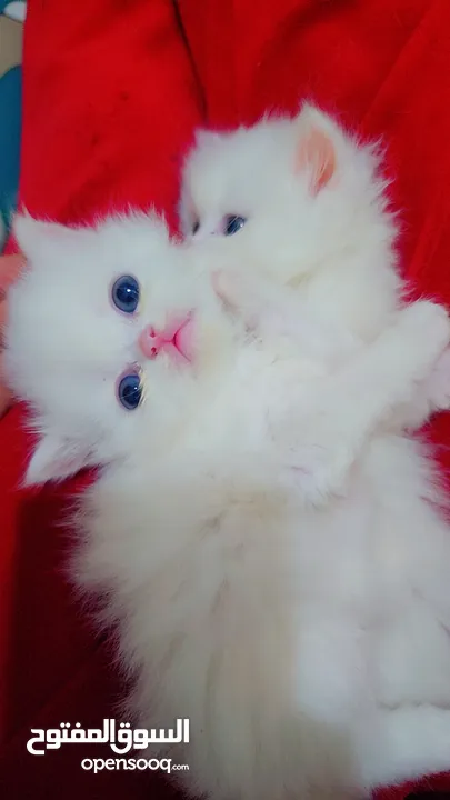 Available kittens for sale high quality breed Cats (Silver British breed & Scottish straight breed.)