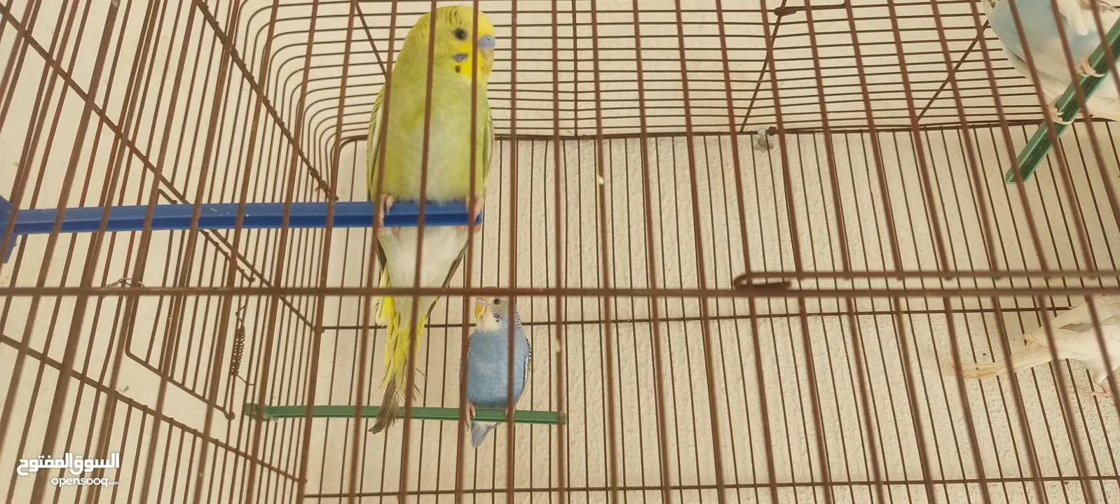 عصافير للبيع