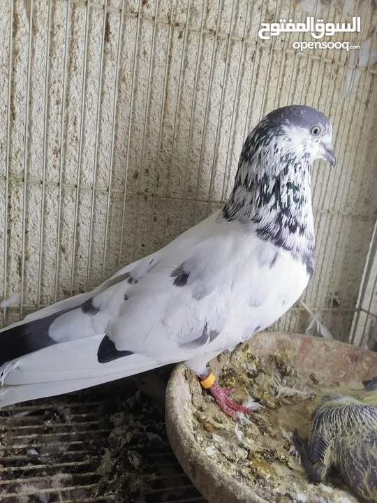 حمام باكستاني Pakistani pigeons