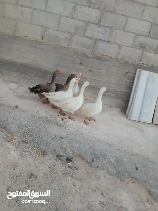 وز ابيض شغال للبيع