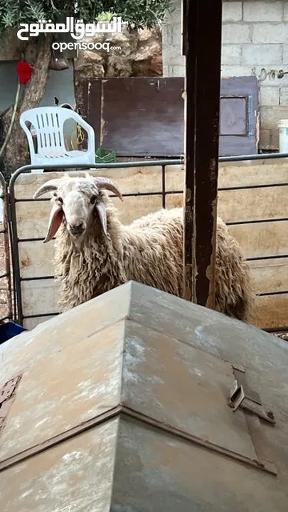 خروف بلدي وزنو 52 كلو