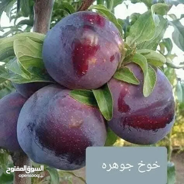 الأشجار المثمرة والزينة تجمع بين الجمال والفائدة، تنسيق وصيانة الحدائق الداخليه والخارجية