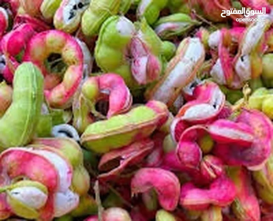 شتلات صبار بحريني فاخر