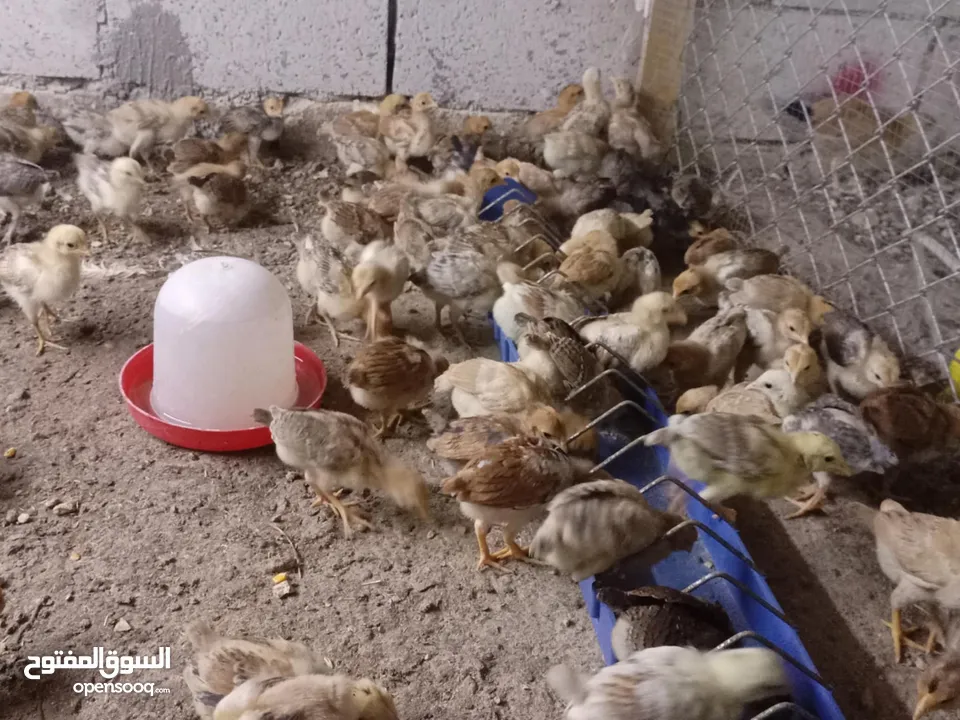 صوص بلدي عمر 38 يوم   صوص بلدي عمر 18 يوم