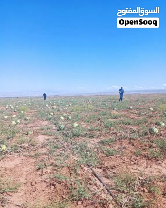 نِيغده – بور (Niğde – Bor) من أجمل وأخصب المناطق الزراعية في تركيا للبيع 10 ألف دونم ارض زراعية