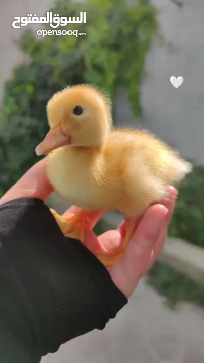 بطة تركي صغيرة للبيع مع كامل مستلزماتها(قفص و طعام)(لايوجد توصيل)
