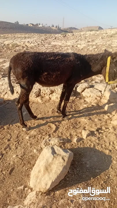 حمار غنم هادي