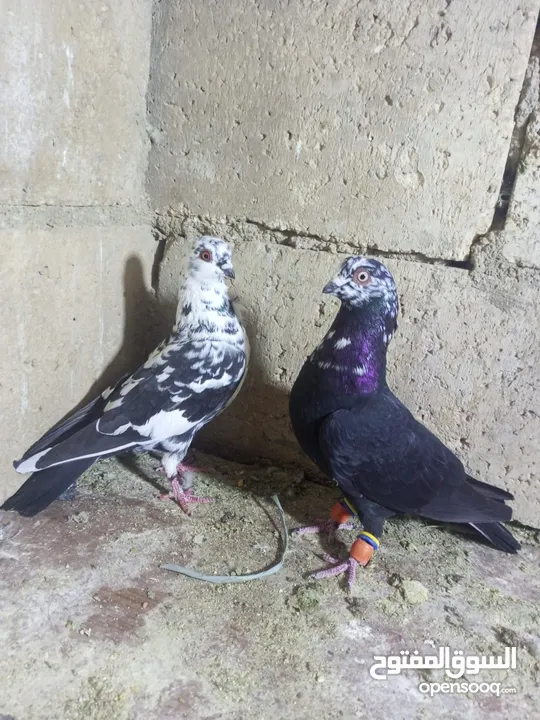 الحمام البيع في السلط