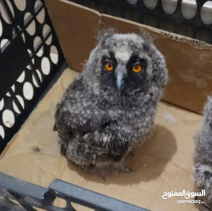 ام قويق)(قزم) 50 شامل قفص وتوصيل  طويلة الاذن العمر شهر فيك تربيها ع كيفك الرقم بالوصف