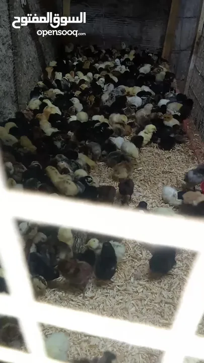 يتوفر صوص جاج عمر 4 ايام 3 حبات بدينار