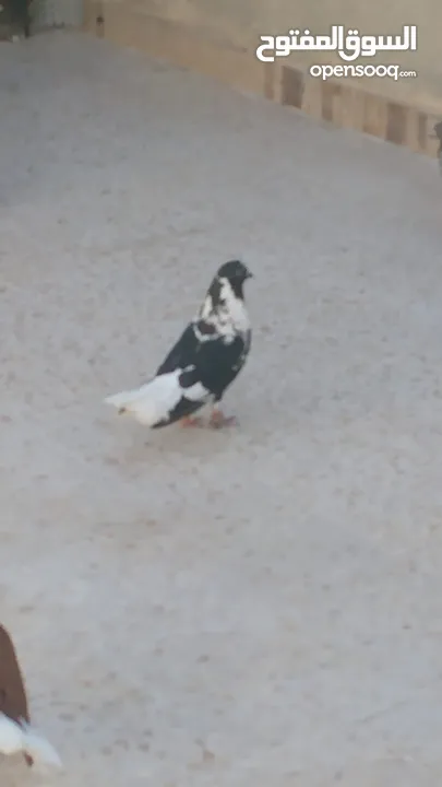 5طايرات في جبل التاج