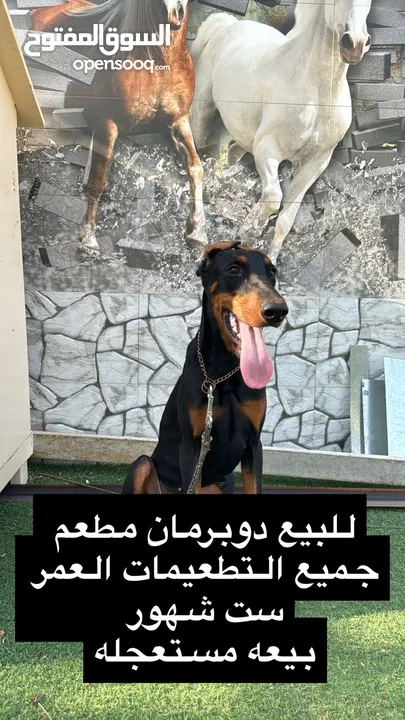 دوبرمان انثى العمر ست شهور Doberman