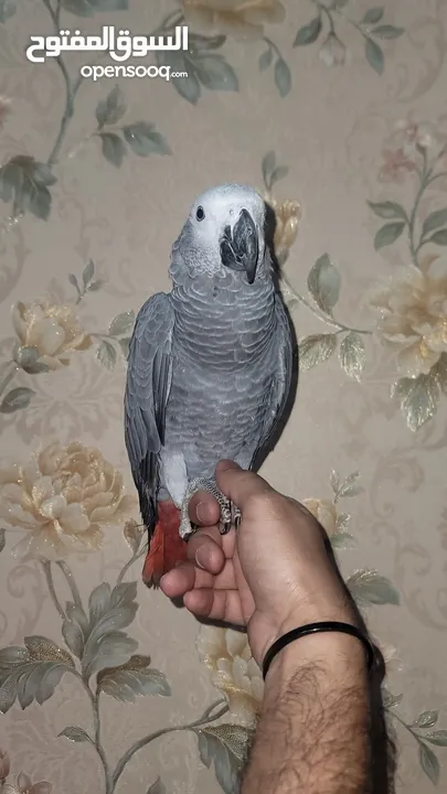 Kasko gray parrot