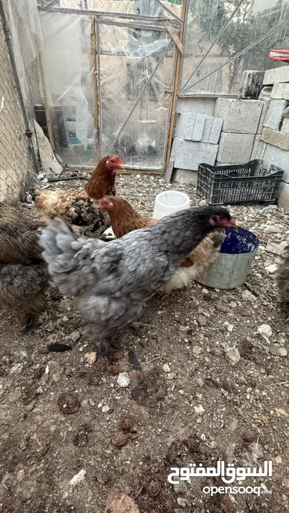 ديك وخمس دجاجات براهمي
