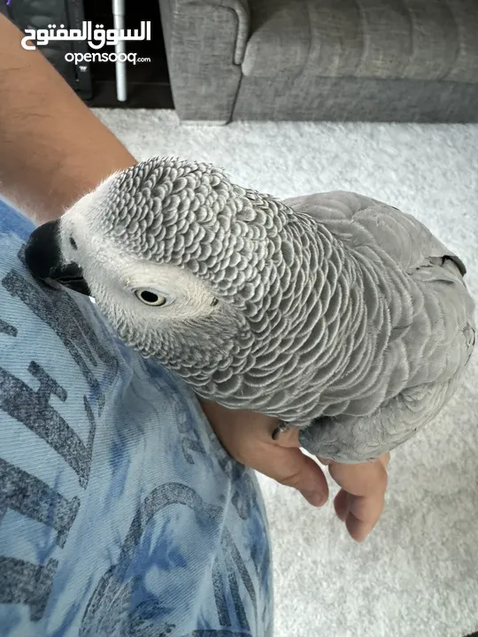 Very friendly and talking African Grey