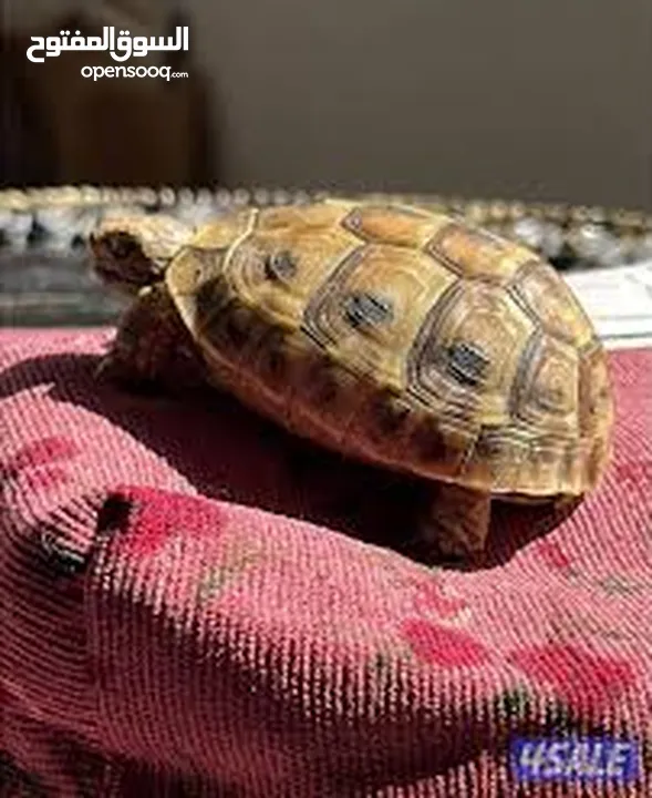 سلحفاه و بطه  و قطه شنشيلا و قط شيرازي  كتن بيبي ابيض و حلزون كركعه و بطبوطين  سلحفاة مائيه
