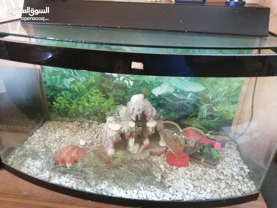 حوض سمك سكريت
