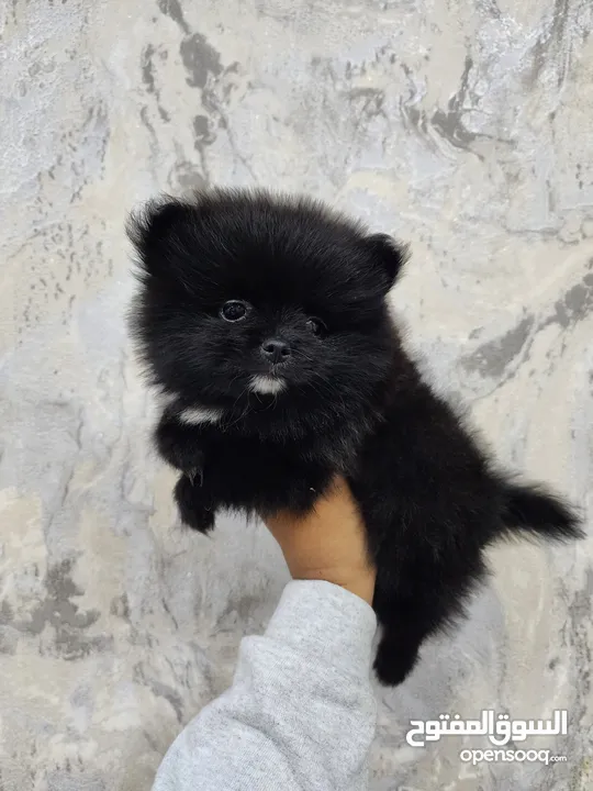 Mini Pomeranian Male puppy