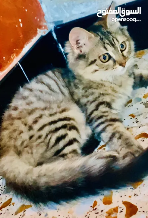قطة انثى سيبيري العمر شهرين للبيع