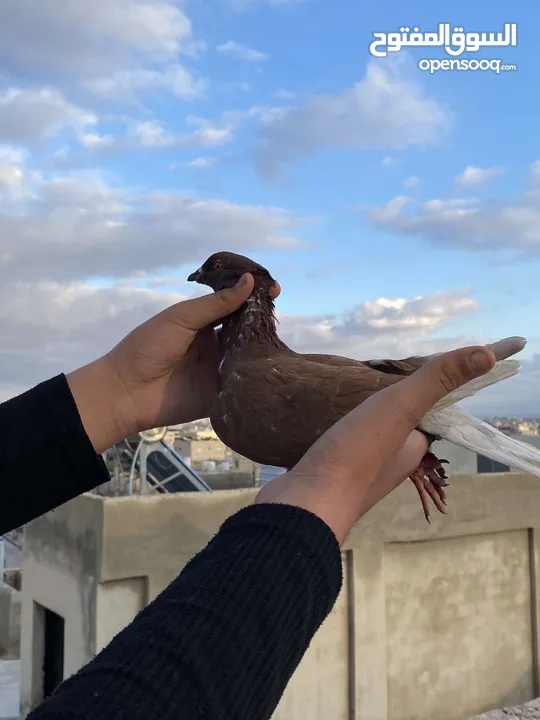 حمام انواع طيور ماشاءالله