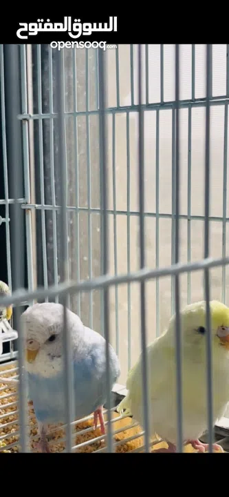 طيور حب بادجي