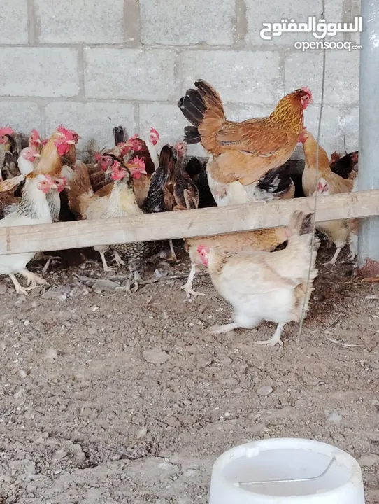 دجاج للبيع / تربية / مزارع