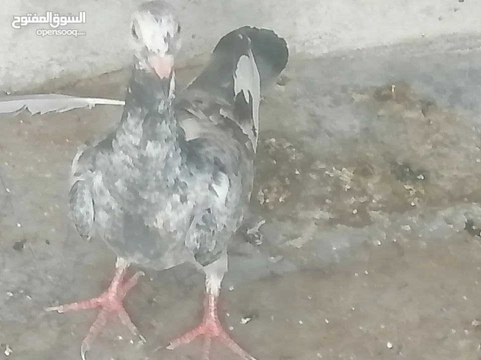 حمام للبيع