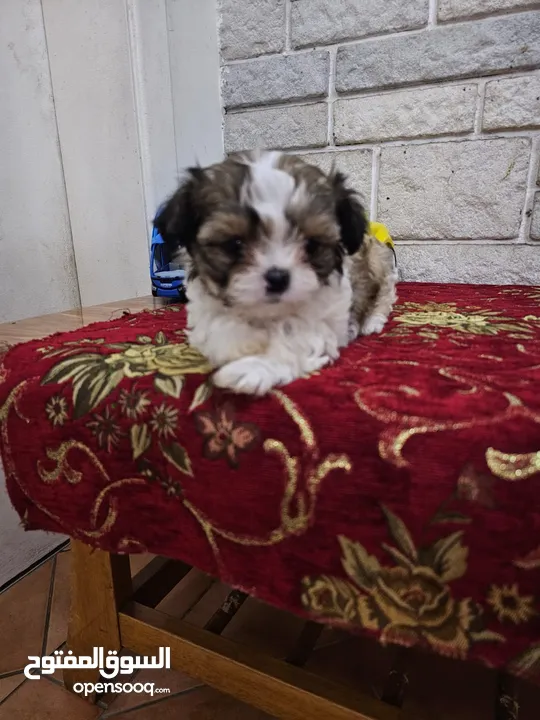 2 month old Shih Tzu for sale