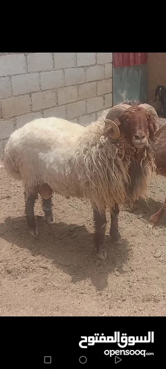 حلال نخب لحم ومقنوي بلدي وشروط الظحيه الله يتقبل من الجميع