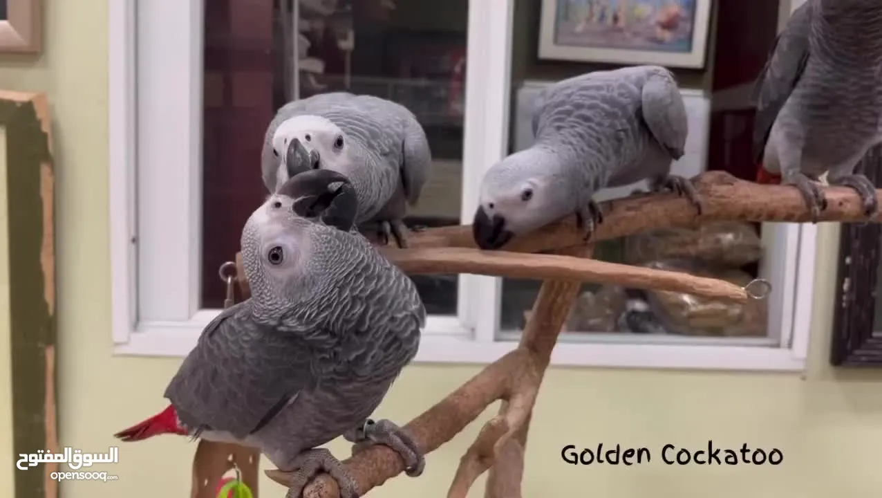 الببغاء الرمادي الأفريقي