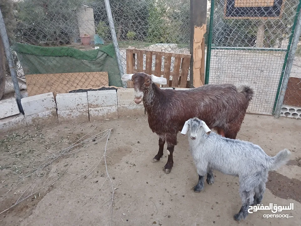 عنزه شاميه معشره وراها بنتها نخب  وتبديل على اي اشي