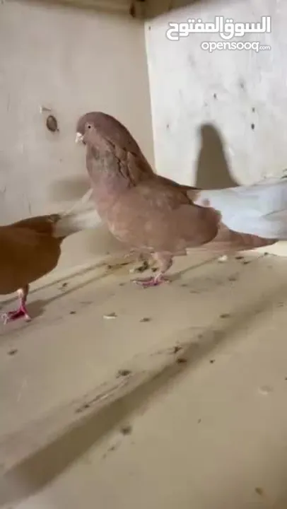 حمام نظيف شغال سعر مناسب لكل جوز_____