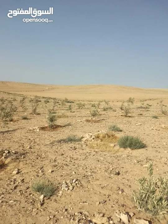 عشره دنمات للبيع