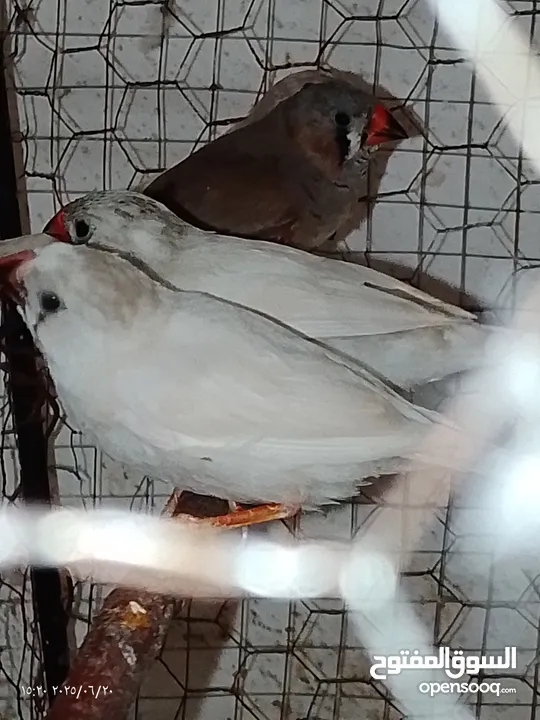 طيور جنه    27 حبه مخاليف